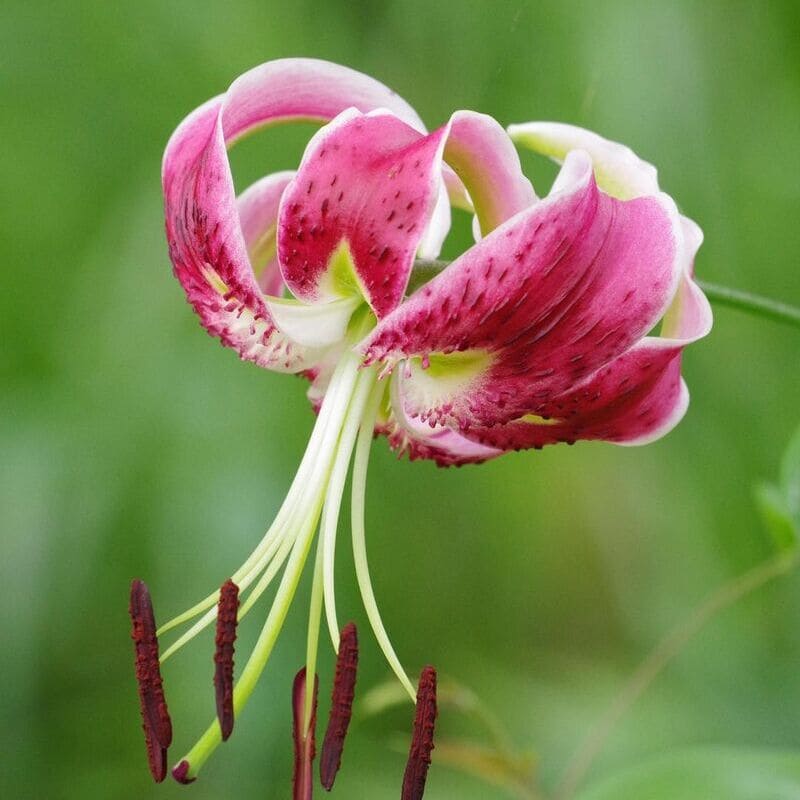 Lírio Oriental: como cuidar da planta com flores grandes que exala um perfume forte