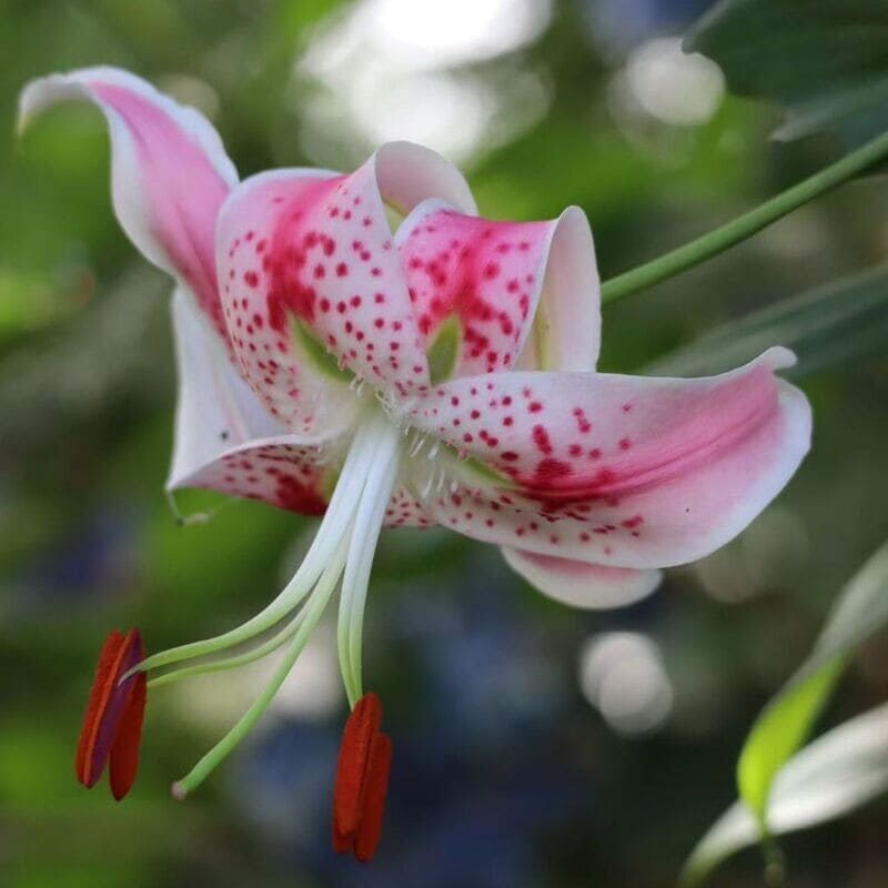 Lírio Oriental: como cuidar da planta com flores grandes que exala um perfume forte