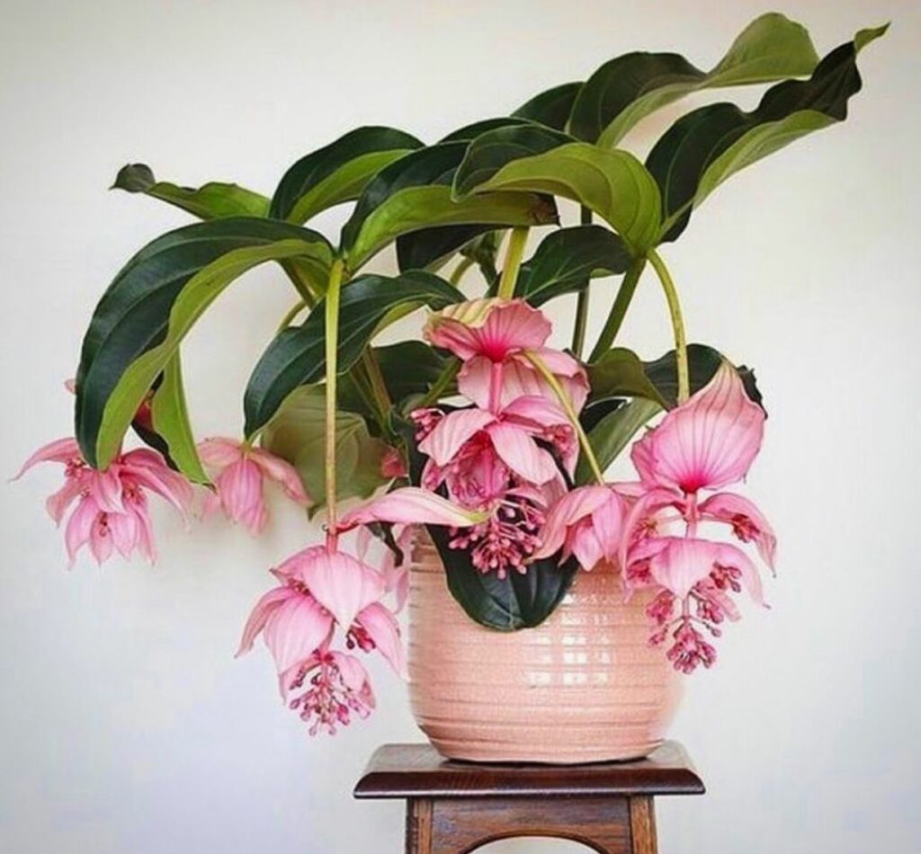 Medinilla Magnifica: uma planta magnifica até no nome.