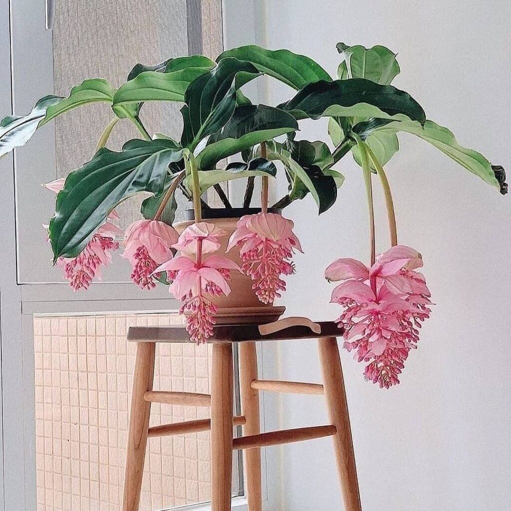 Medinilla Magnifica: uma planta magnifica até no nome.