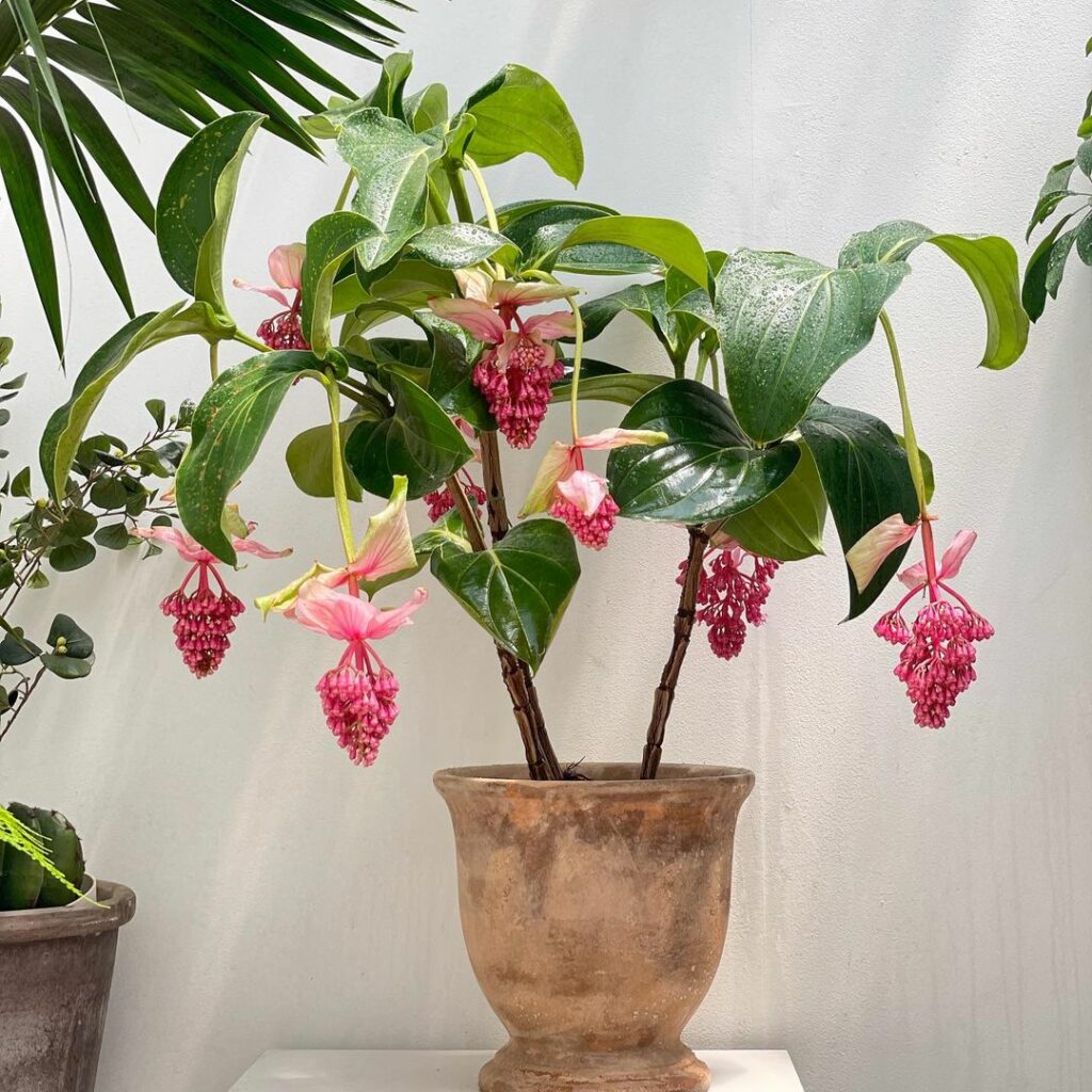 Medinilla Magnifica: uma planta magnifica até no nome.