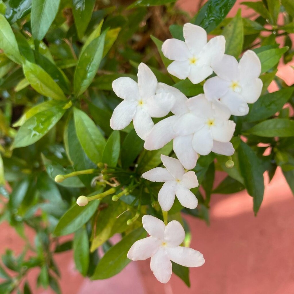 mini gardenia