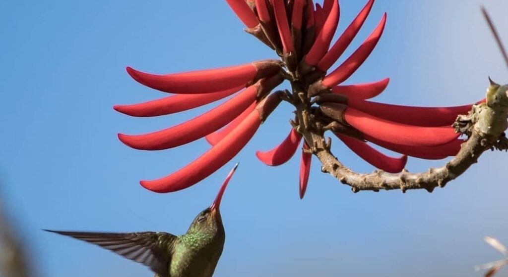 Mulungu do litoral - Erythrina speciosa