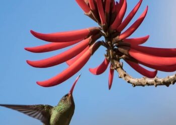 Mulungu do litoral - Erythrina speciosa