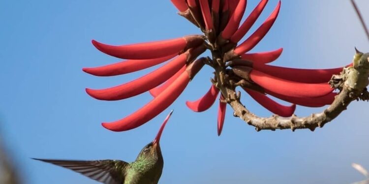 Mulungu do litoral - Erythrina speciosa