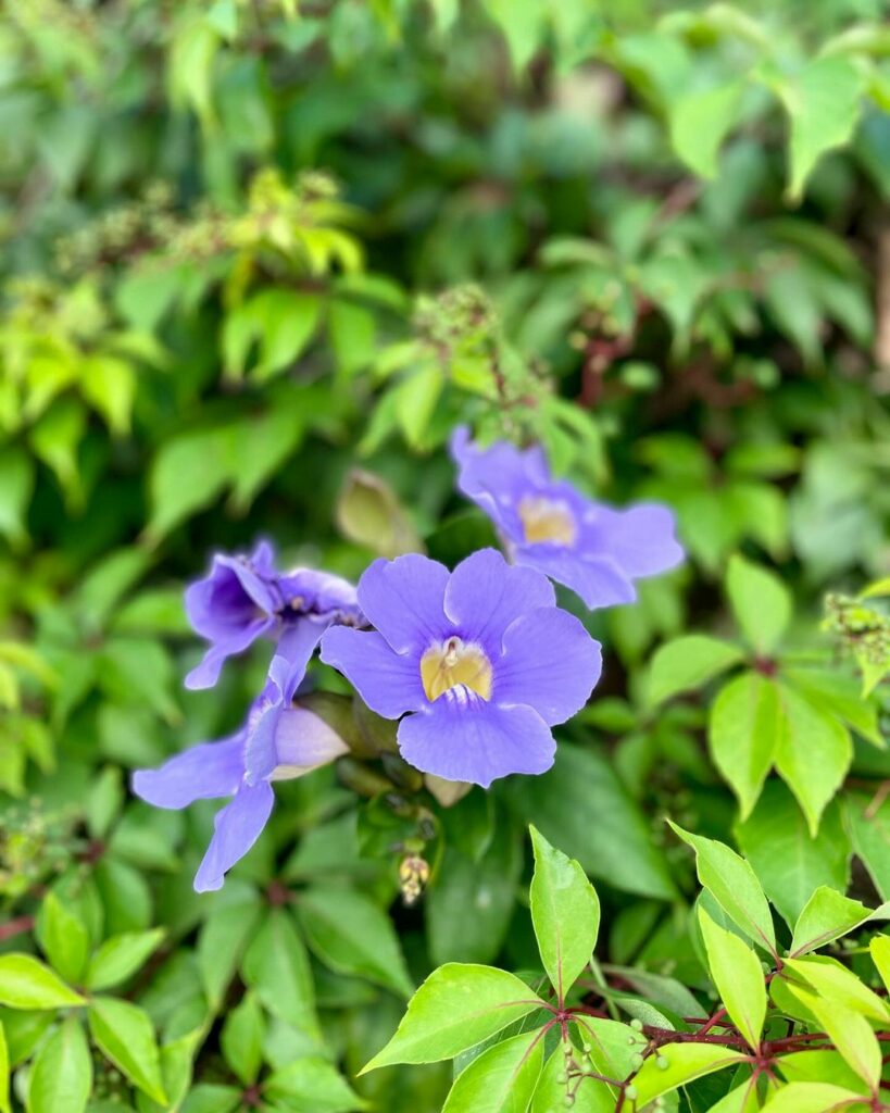 thunbergia grandiflora 1