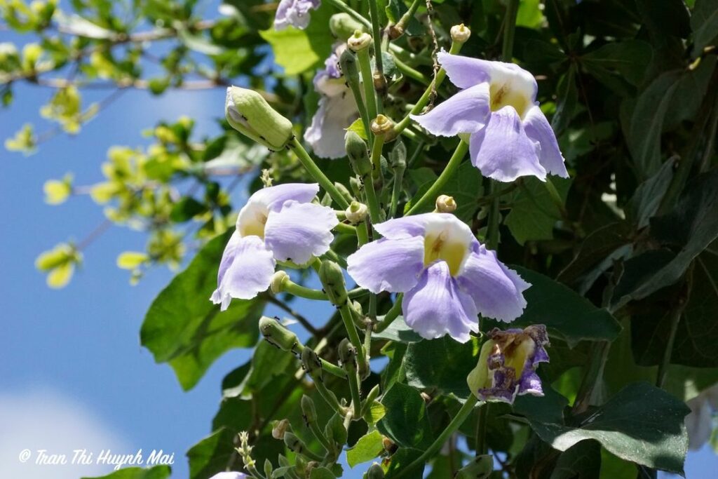 thunbergia grandiflora 2