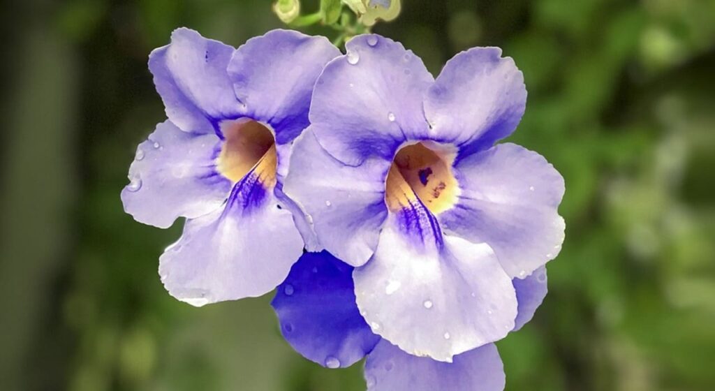 thunbergia grandiflora