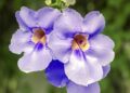 thunbergia grandiflora