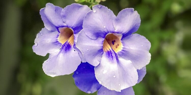 thunbergia grandiflora