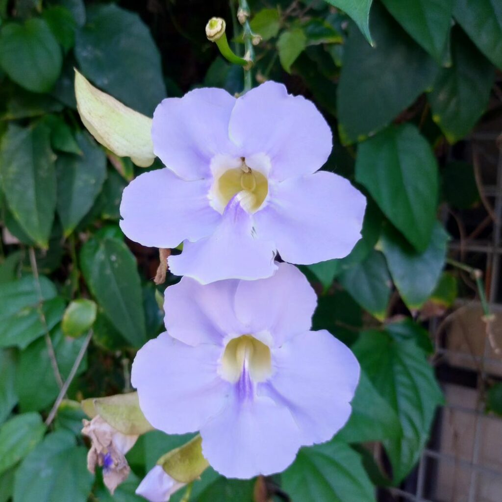 thunbergia grandiflora 3