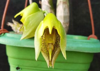 Catasetum macrocarpum