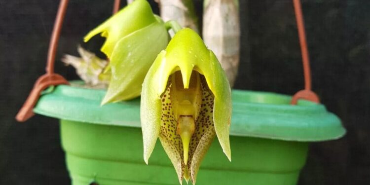 Catasetum macrocarpum