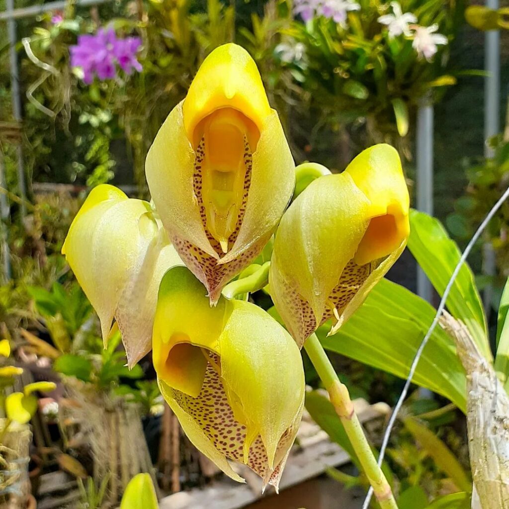 Catasetum macrocarpum 2