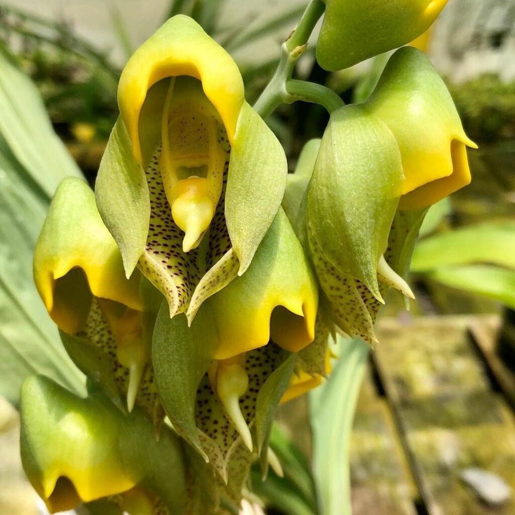 Catasetum macrocarpum 3