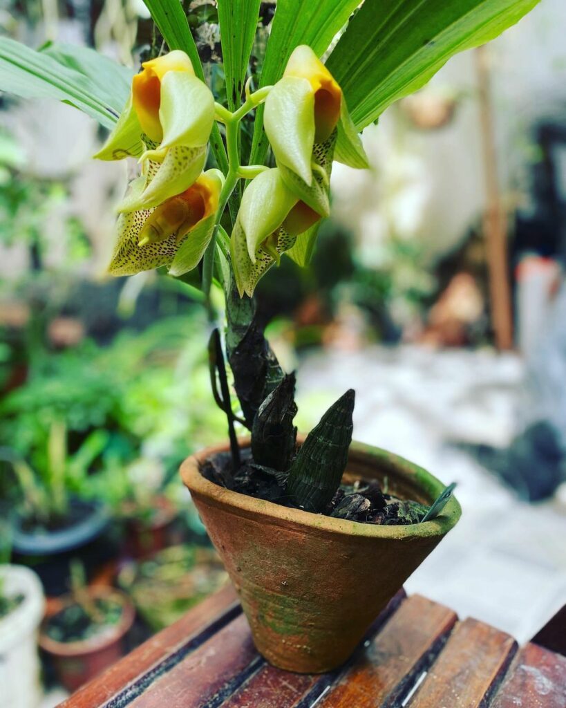 Catasetum macrocarpum 4