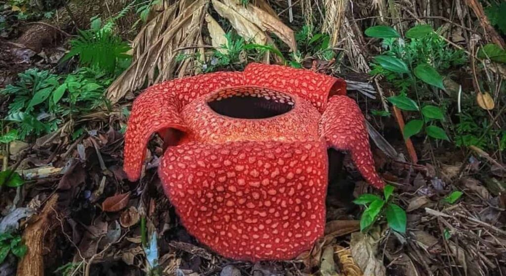 Rafflesia arnoldii - raflésia