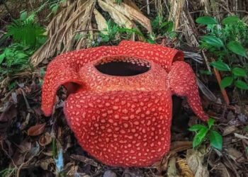 Rafflesia arnoldii - raflésia