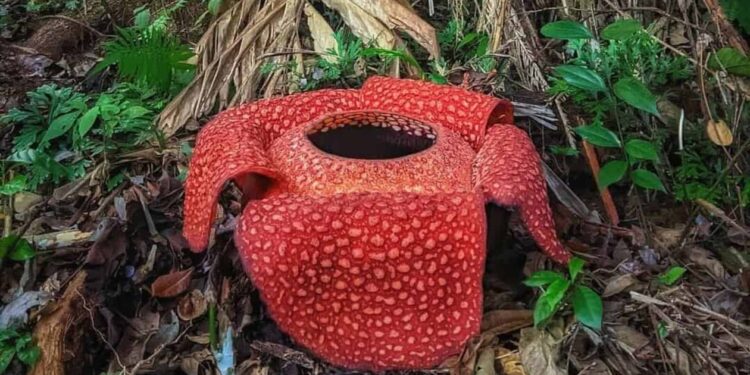 Rafflesia arnoldii - raflésia