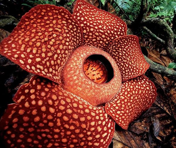 raflésia (Rafflesia arnoldii)