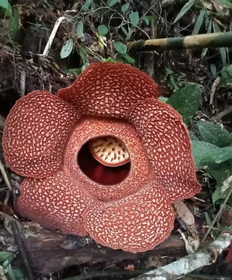 raflésia (Rafflesia arnoldii)