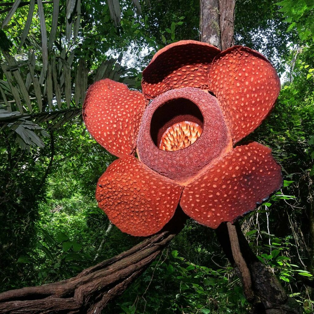 raflésia (Rafflesia arnoldii)