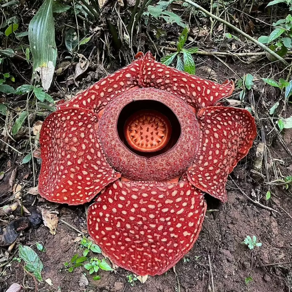 raflésia (Rafflesia arnoldii)