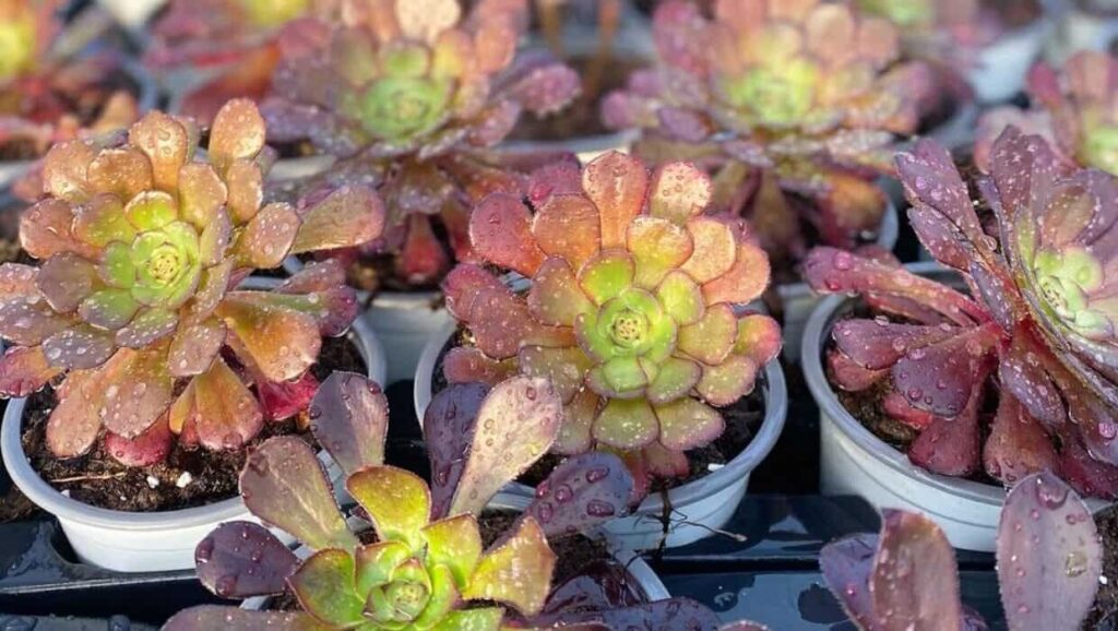 aeonium arboreum