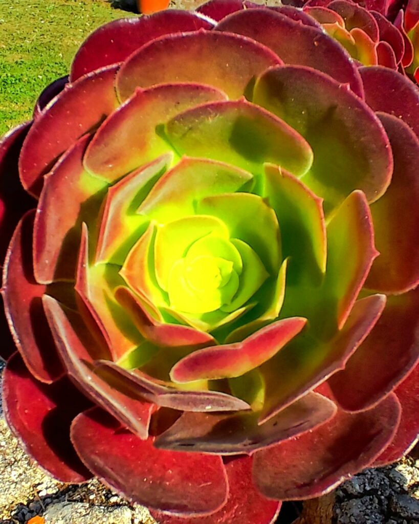 Aeonium arboreum