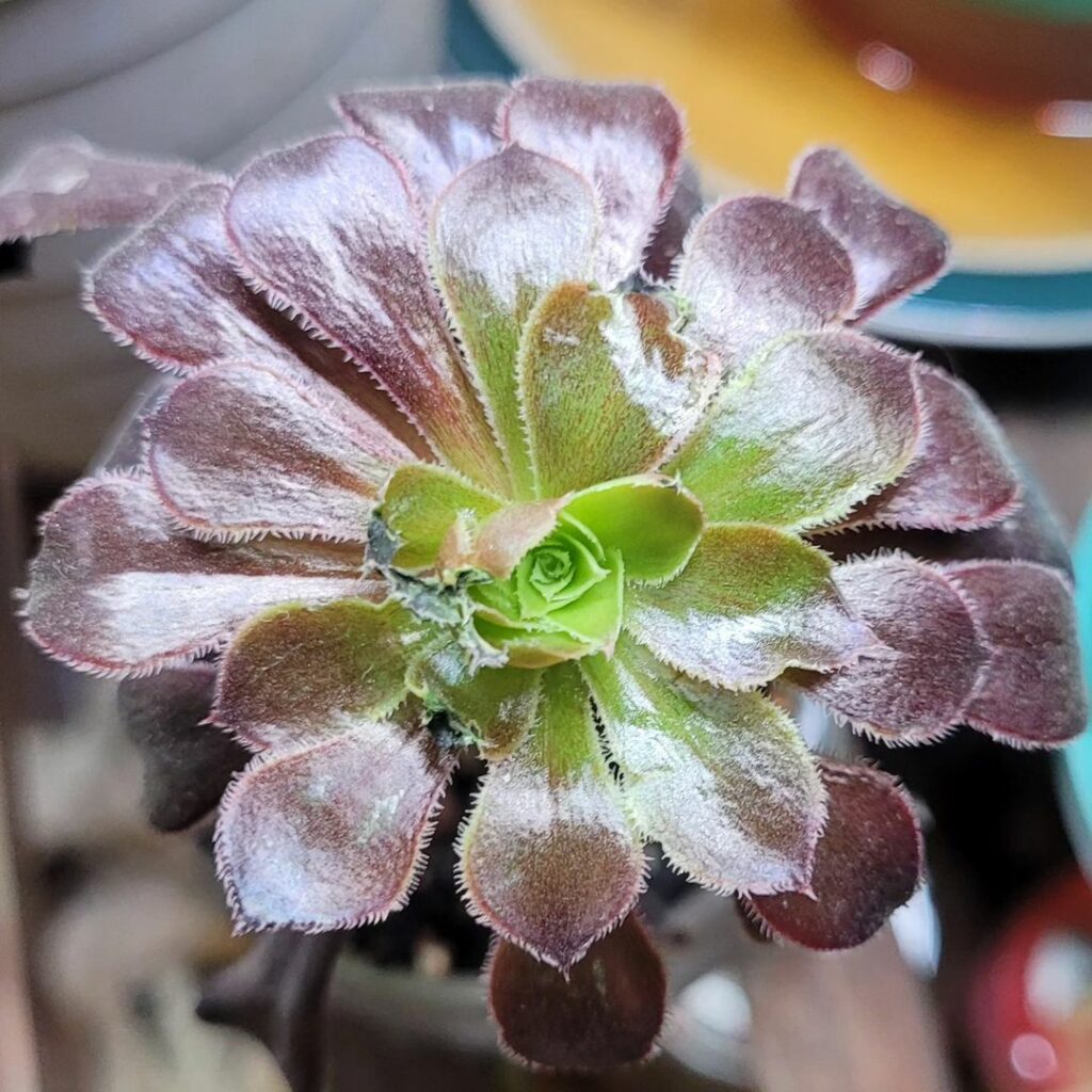 Aeonium arboreum