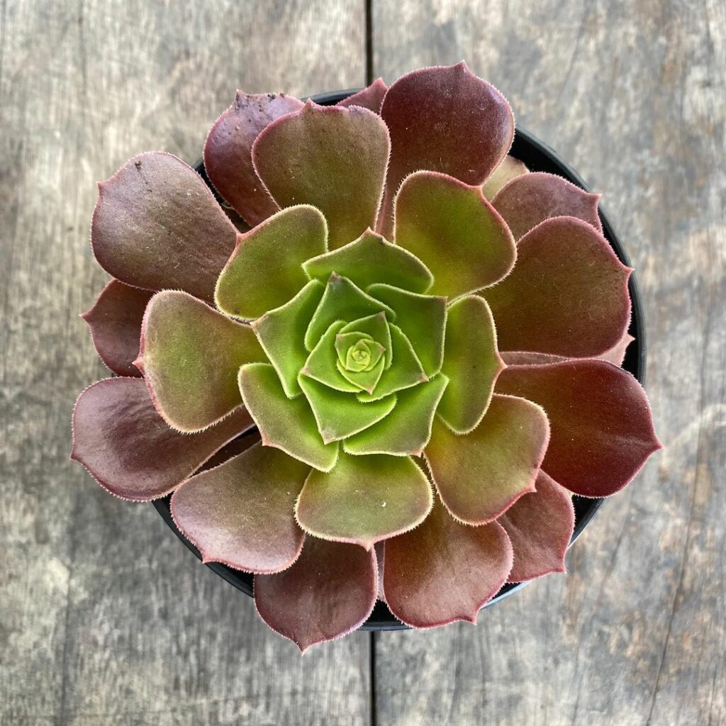 Aeonium arboreum