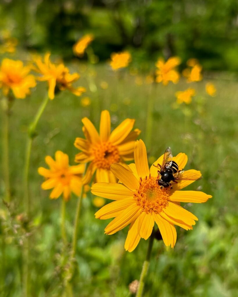 arnica montana