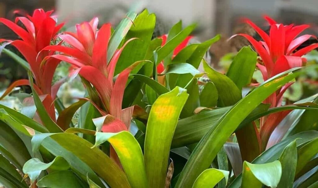 bromelia guzmania 1