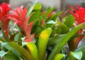 bromelia guzmania 1