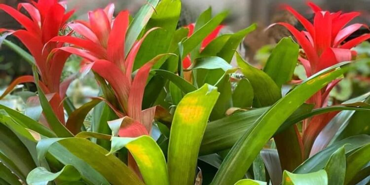 bromelia guzmania 1