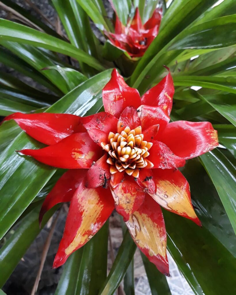 bromelia guzmania 2