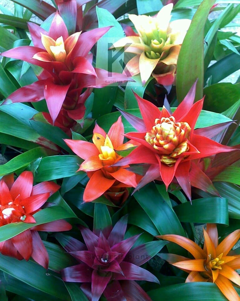 bromelia guzmania 3