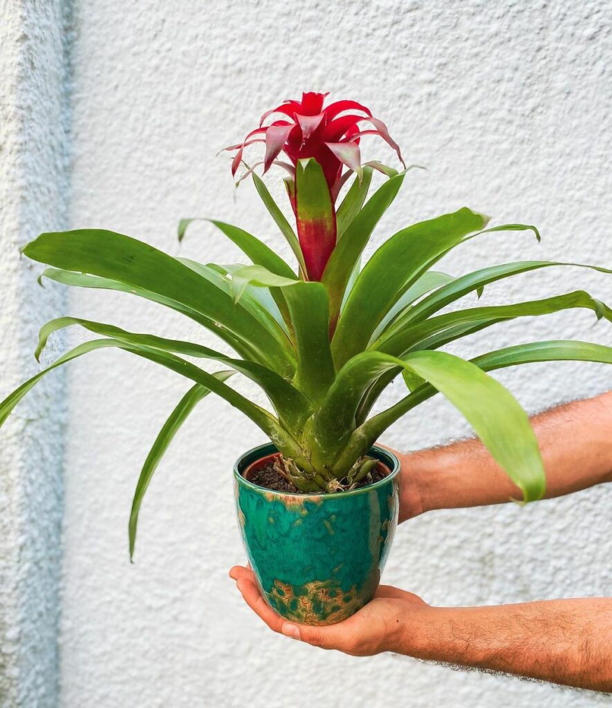 bromelia guzmania 4