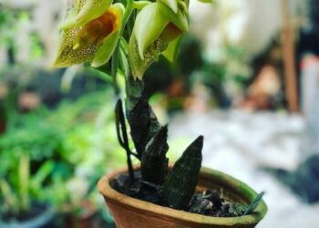 cropped-Catasetum-macrocarpum-4.jpg