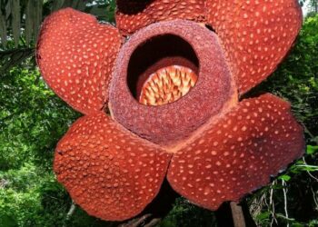 cropped-Rafflesia-arnoldii-4.jpg