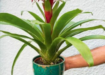 cropped-bromelia-guzmania-4.jpg