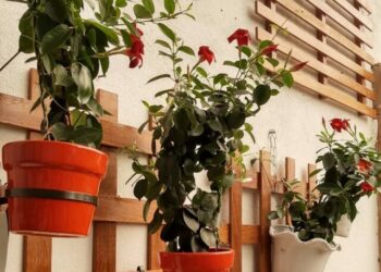 cropped-dipladenia-vermelha-3.jpg