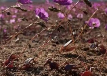 flores deserto atacama