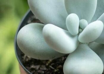 pachyphytum oviferum