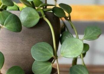 peperomia hope