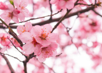 cropped-sakura-1.jpg