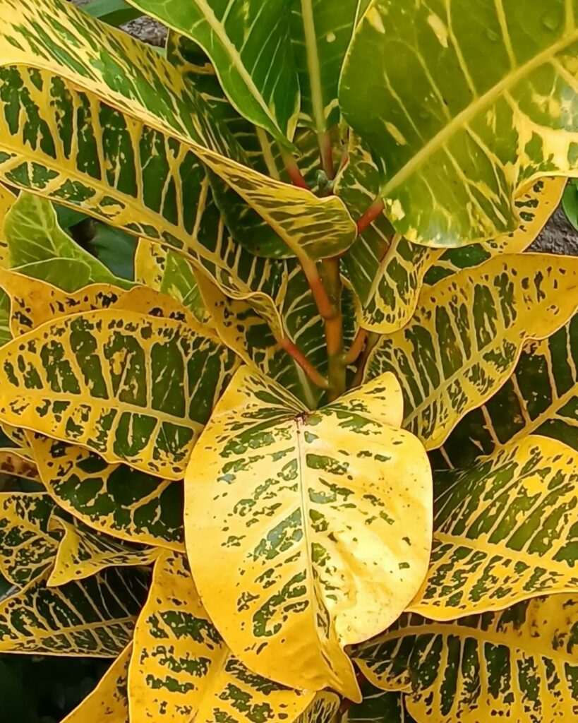 croton canarinho 2