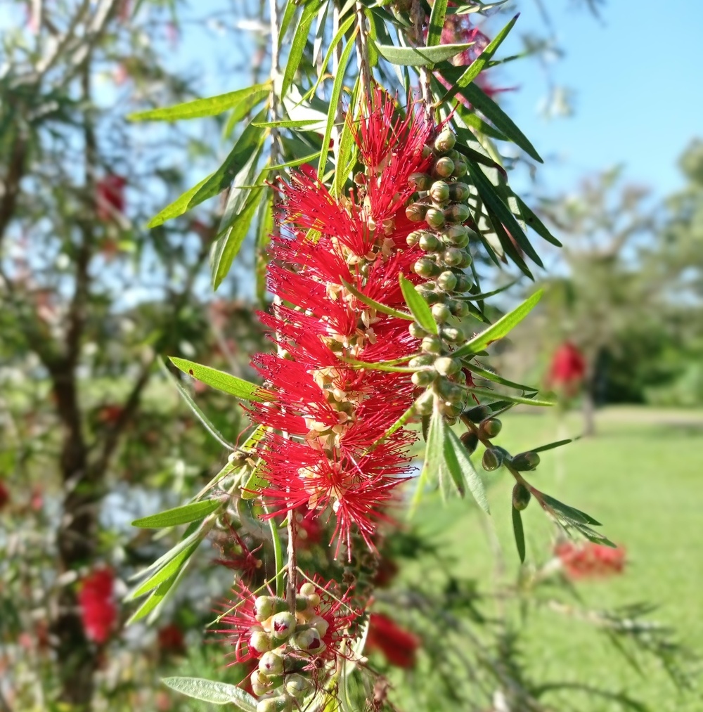 escovinha de garrafa 3