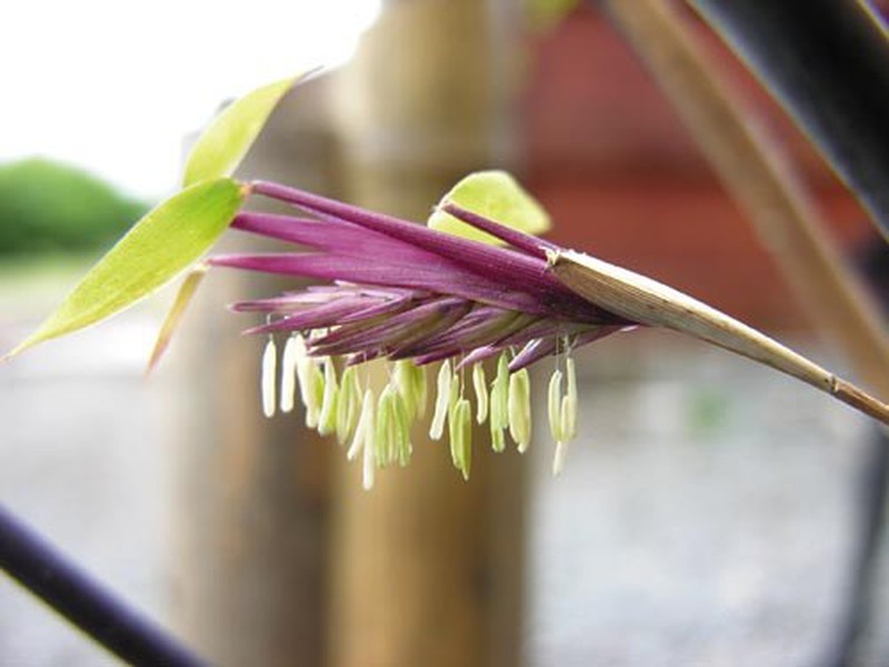 flor bambu