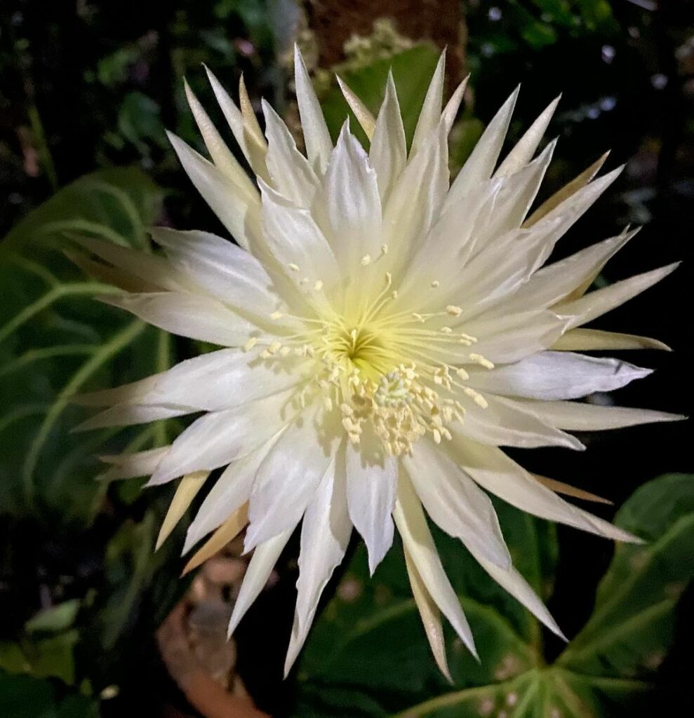 flor da lua 2